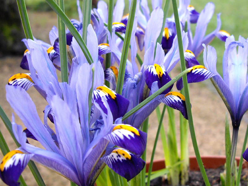 Iris reticulata 'Gordon''